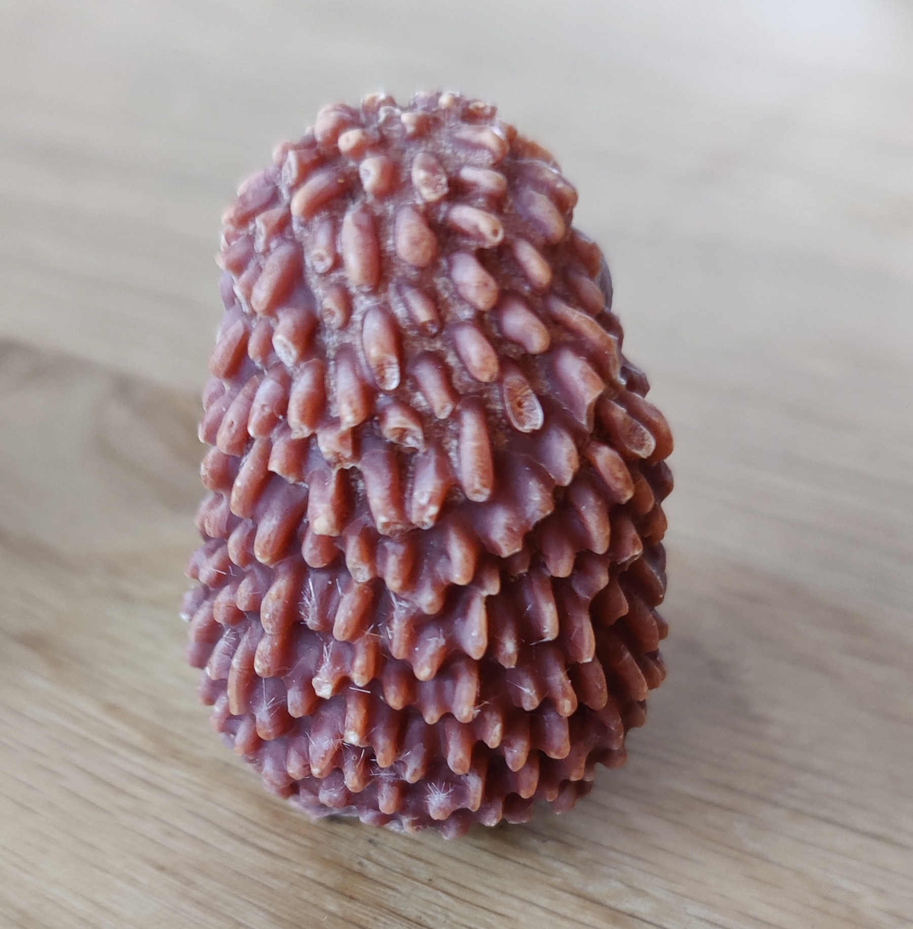 Geurfiguur Egel - 3 varianten - Afbeelding 3