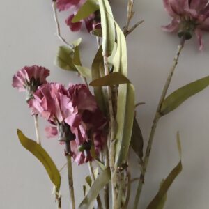 Dianthus Cary Purple