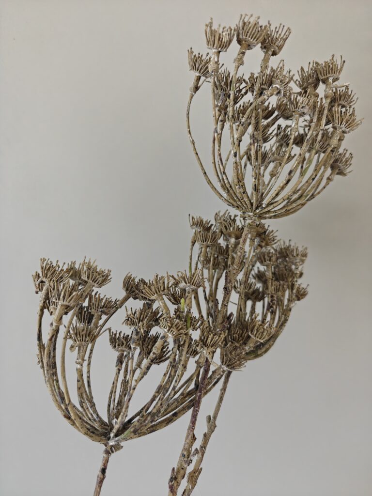 Kunstbloemen Berenklauw
