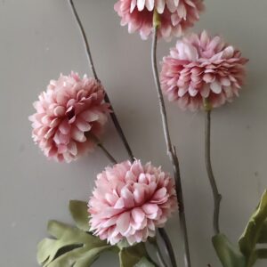 Chrysanthemum Brown M
